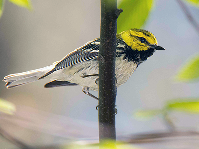 Black-throated Green Warbler Photo by Alan Lenk